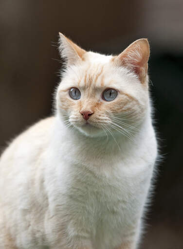 En colourpoint-katt med röda punkter