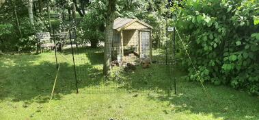 Ett hönsstängsel som installeras i en trädgård, runt ett träd och ett hönshus.