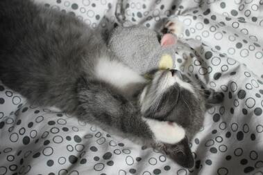 Katt som sover med leksak