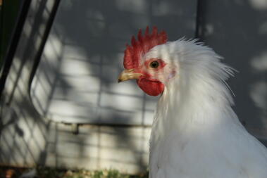 Vi älskar att ha en cockerel, vissa är ännu vänligare än våra höns!