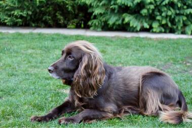 Min fungerande cocker spaniel