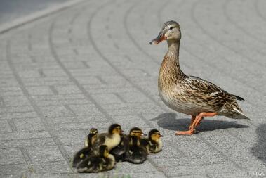 En brun anka med en flock gula och svarta ungar korsar vägen