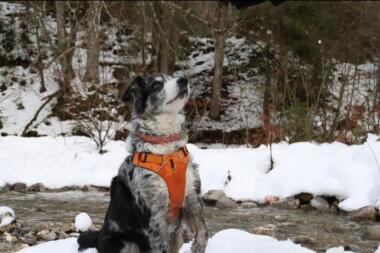 Hund som bär sele i Snow