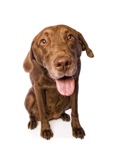 En chesapeake bay retrievers kärleksfulla ansikte