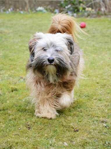 En tibetansk terrier med en vacker, buskig svans och ett underbart skägg.