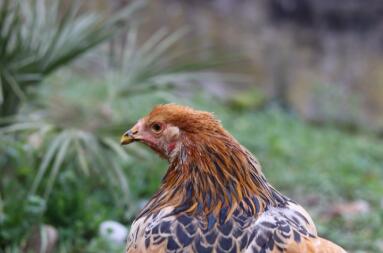 En närbild av en brun kyckling i en trädgård