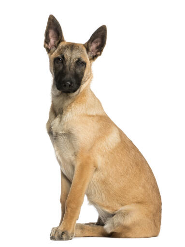 En belgisk malinois-valp satt i fokus