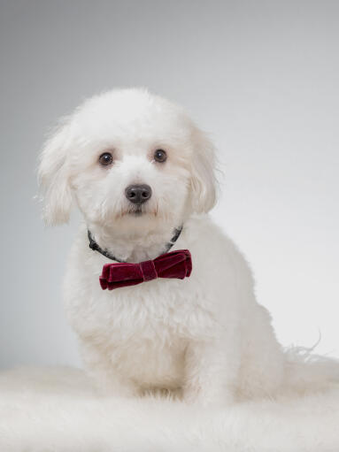 En fluffig coton de tulear som ser söt ut i en fluga.