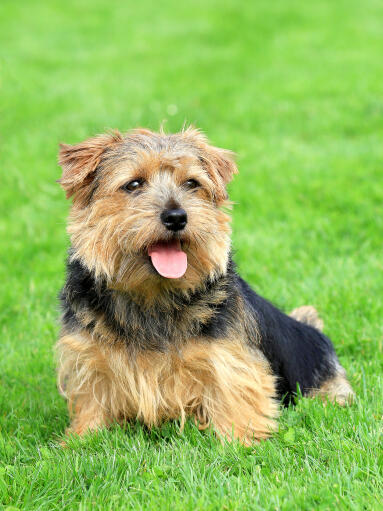 En mogen, vuxen norfolk terrier som vilar på gräset