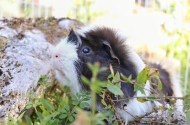 Ett vitt marsvin med svarta fläckar i en trädgård