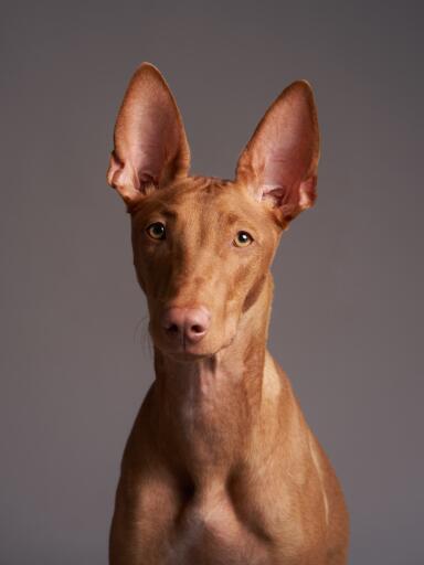 Cirneco dell'etna hund närbild porträtt