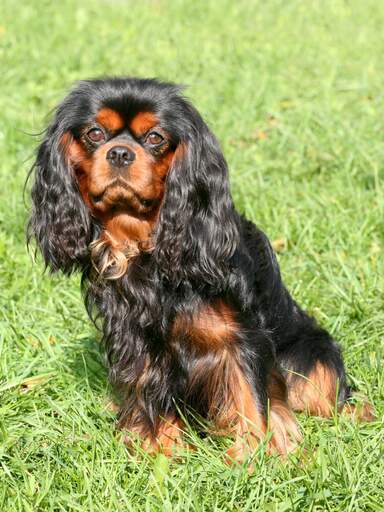 En vacker, svart och brun cavalier king charles spaniel