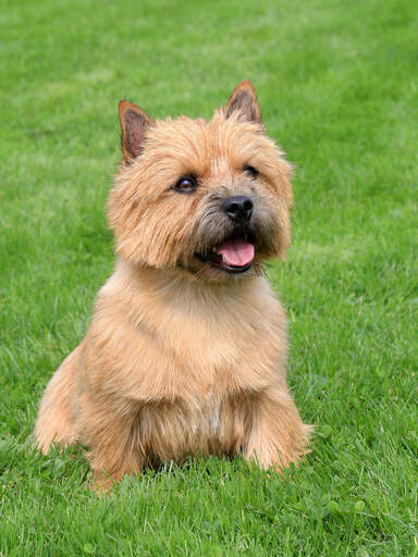 En norwichterrier som sitter i gräset och väntar på ett kommando