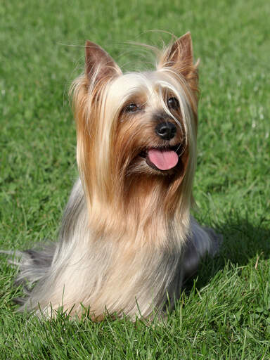 En vacker, liten, långpälsad silkig terrier som sitter tålmodigt i gräset