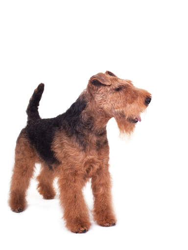 En welsh terriers härliga, tjocka, trådiga päls