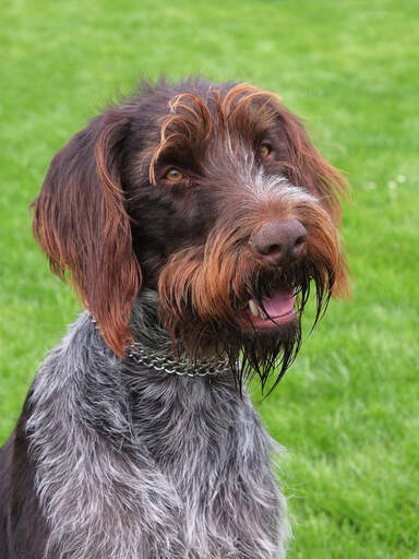 En vacker trådhårig pekande griffon som sitter och väntar på uppmärksamhet.
