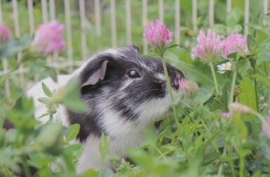 Ett foto av ett marsvin omgivet av många vackra blommor.