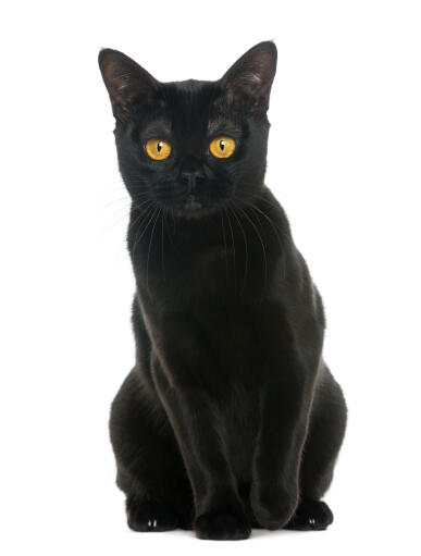 En intensivt svart bombay-katt som sitter ner