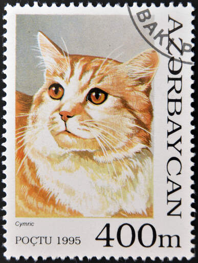 Ett frimärke från azerbajdzjan med en cymric tryckt på det
