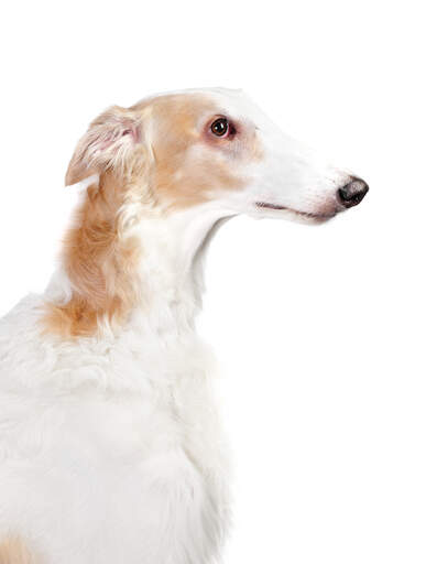 En närbild av den typiska spetsiga nosen och de spetsiga öronen hos en borzoi