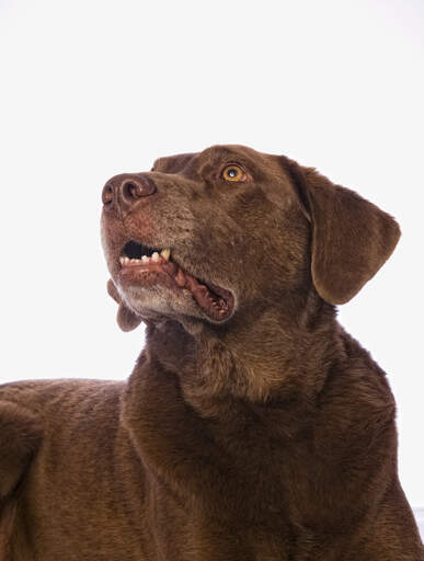 En chesapeake bay retriever med en härlig chokladbrun päls