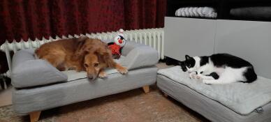 Hund och katt sover på sina Omlet Topology hundbäddar