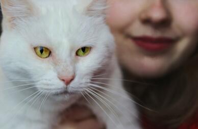 En vit katt med gula öGon som hålls av en kvinna
