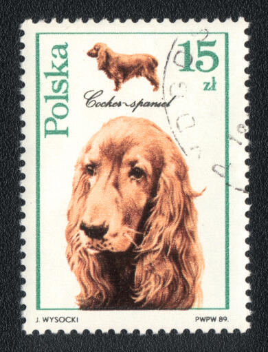 En cocker spaniel på ett polskt frimärke