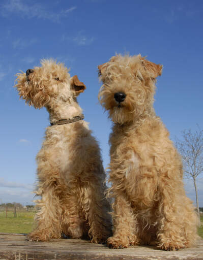 Två vuxna lakelandterrier med underbart mjuka, lurviga pälsar