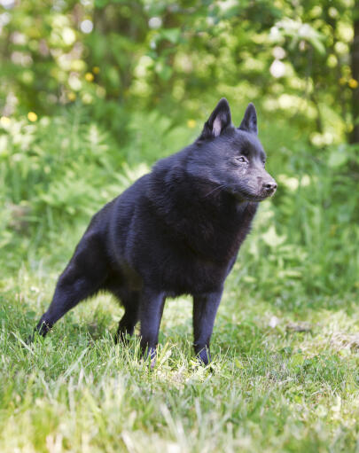 Den underbara schipperke står mycket strängt, redo för sitt nästa kommando.