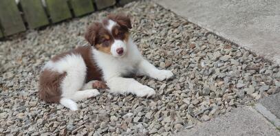 Röd och solbränd trefärgad collie .. Kobi