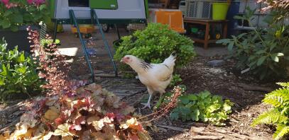 En vit kyckling i en trädgård med en Eglu Cube bakom den.