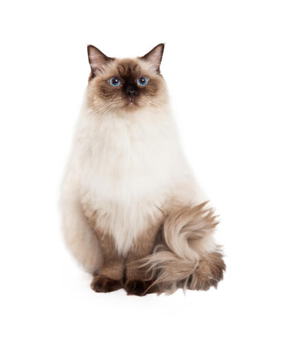 En ung brun spetsig ragdollkatt