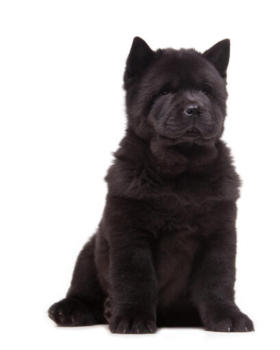 En vacker, ung, svart chow chow chow med stora, spetsiga öron