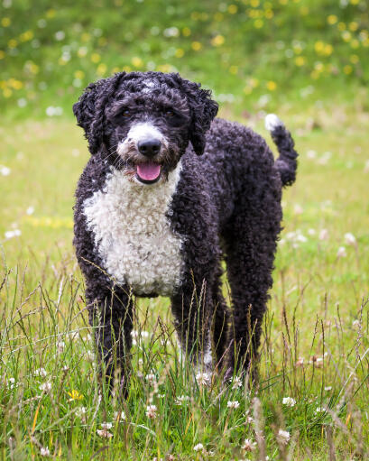 Den otroligt tjocka lockiga pälsen hos en spansk vattenhund