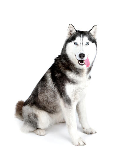 En majestätisk vuxen siberian husky som sitter prydligt och väntar på uppmärksamhet.