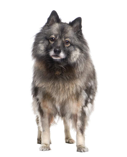 En ung keeshond som står högt och visar upp sina spetsiga öron och sin mjuka, tjocka päls.