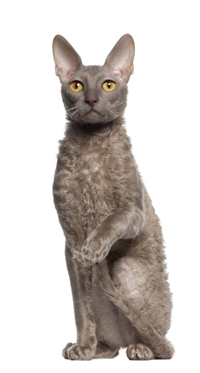 Cornish Rex  Katter  Rasinformation  Omlet