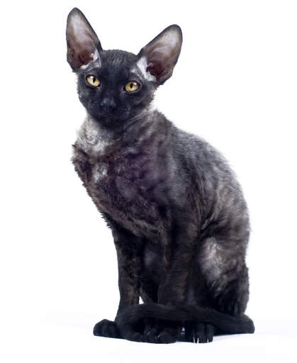 En svart cornish rex med vackra stora öron