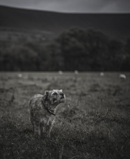 En underbar borderterrier som sniffar upp en doft.