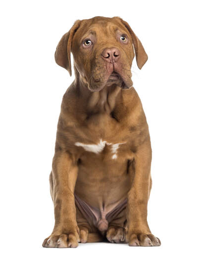 En vacker ung hane dogue de bordeaux som sitter mycket prydligt.