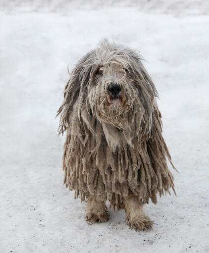 En komondor med en underbar lång päls, som leker i Snow