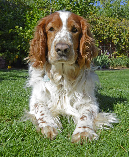 En ung welsh springer spaniel som ligger prydligt med tassarna ihop.