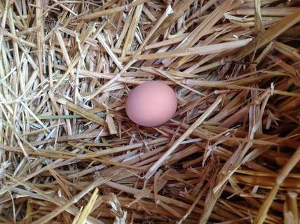 Amy Punchard älskar att hitta färska ägg i hennes höns reden på morgonen