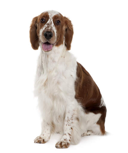 En vackert mjuk ung welsh springer spaniel som sitter prydligt.