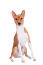 En vacker ung brun och vit basenji som sitter stolt.