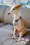 En italiensk greyhound som sitter i soffan med öronen bakåtsträckta