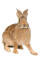 En belgisk hare med otroligt stora bakfötter