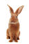 En fauve de bourveGogne kanin som visar upp sina vackra stora öron.