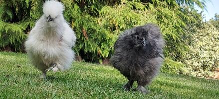 Silkies